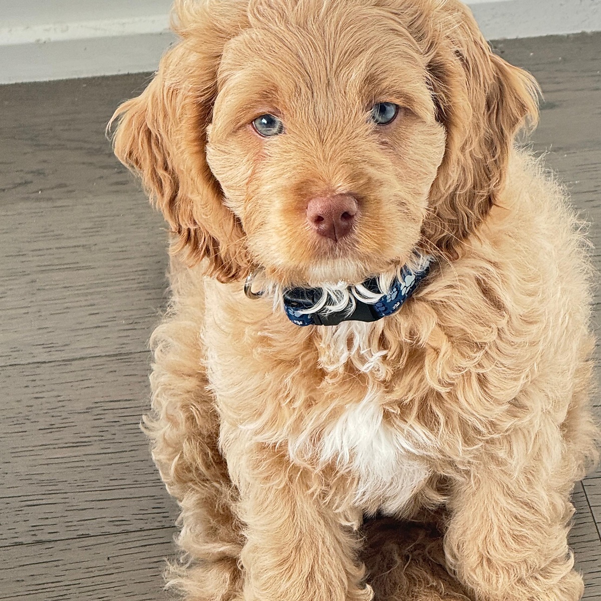 Luka, the Five Lights office dog